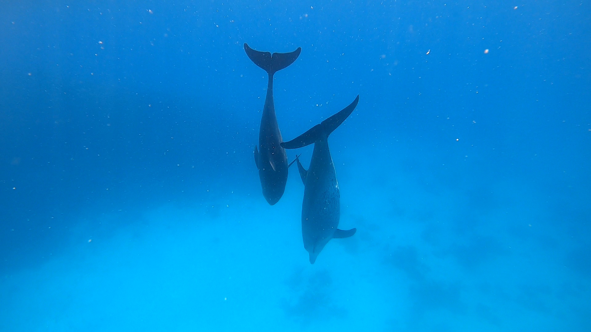 Delfinschwimmen in Hurghada ab Sahl Hasheesh