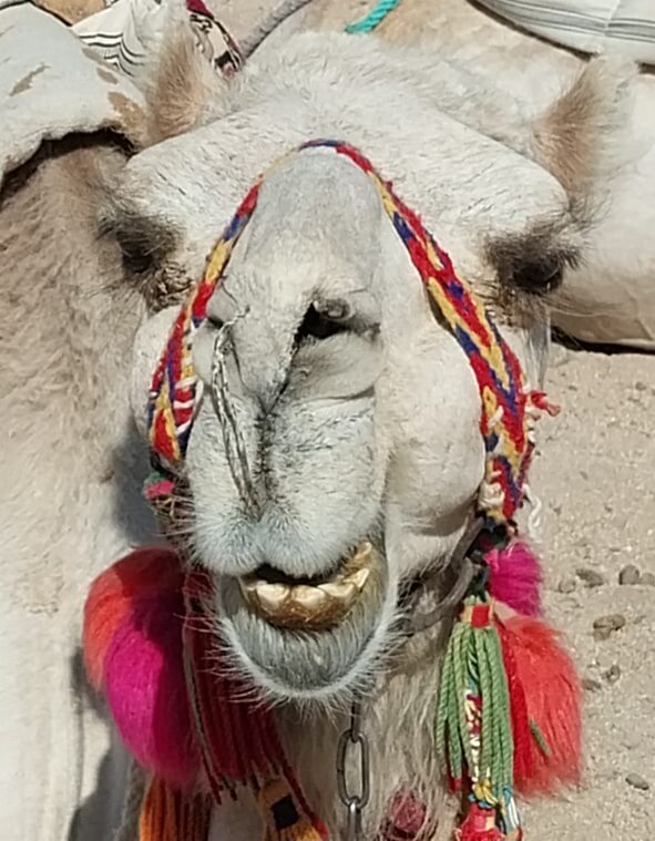 Jeep Safari in Hurghada Wüste